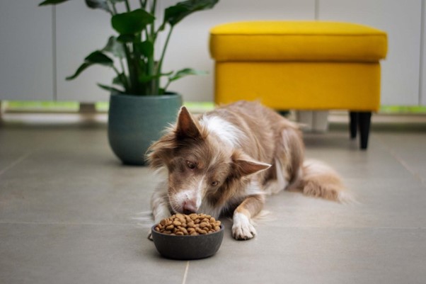 How To Help Your Dog Transition to a Different Dog Food